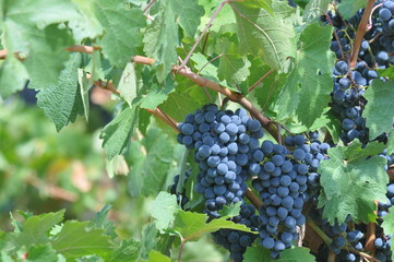 grappe de raisin noirs