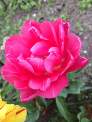 Flower of pink terry tulip in the garden