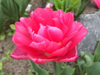 Flower of pink terry tulip in the garden