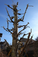 Baumstamm, Winter