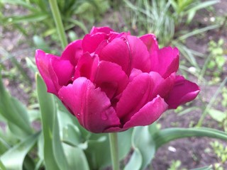 Flower of pink terry tulip in the garden