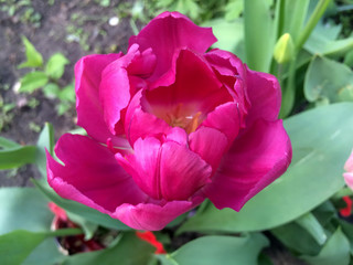 Fototapeta premium Flower of pink terry tulip in the garden