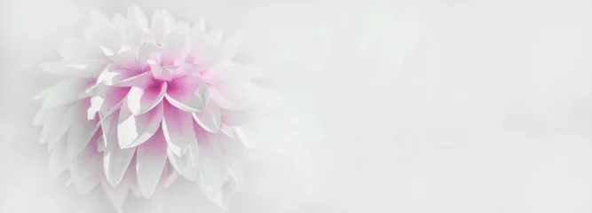Selbstklebende Fototapeten Schließen Sie oben von der schönen blühenden weißen rosa Dahlie, die auf weißem Hintergrund lokalisiert wird © Corri Seizinger
