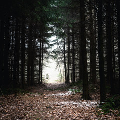 Fototapeta premium Lichtung im Wald