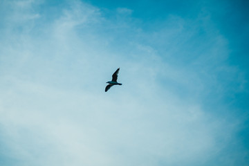 Fototapeta premium bird soars high in the sky