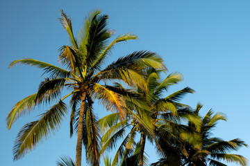 Fototapeta na wymiar three palms in sunny day