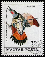 HUNGARY - CIRCA 1985: postal stamp 2 Hungarian forints printed by Hungary, shows bird Red-shafted...