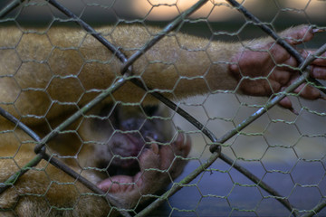 Olingo animal locked in zoo cage