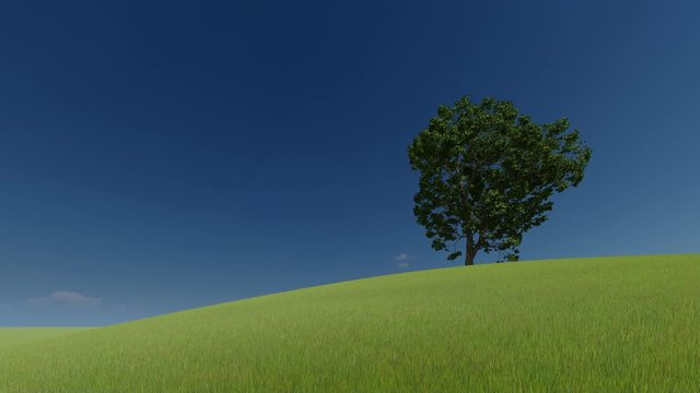 3d green picture. 3d render. One tree on a green hill and clear sky. 4k
