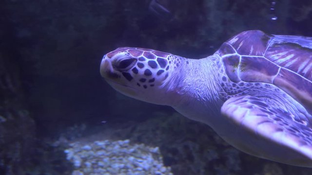 Atlantic Green Sea Turtle In  Aquarium Close Up