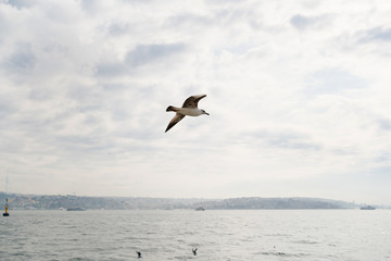 Seagull flying in a cloudy sky over the sea
