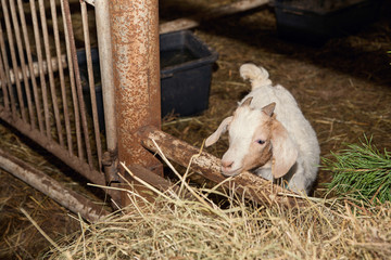 A small white goat cub on a farm in the corral eats hay.