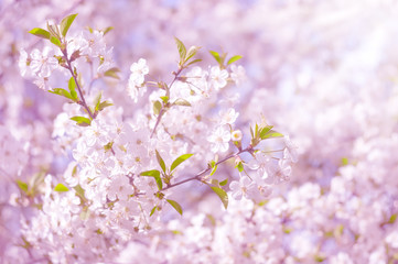 Flowering cherry tree. Beautiful delicate spring background. Selective focus.