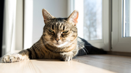 Fototapeta na wymiar Relaxed domestic cat at home, indoor