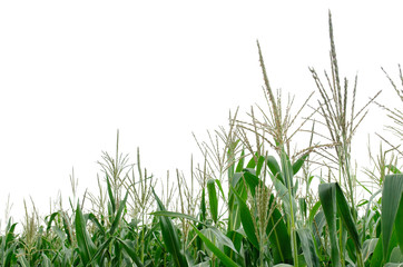 Corn plants isolated on white background, copy space. Top of corn isolated on white. Corn plants growing on the field. Green corn isolated on a white background.