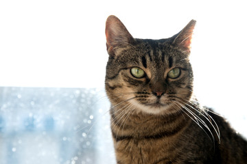 Fototapeta premium Relaxed domestic cat at home, indoor