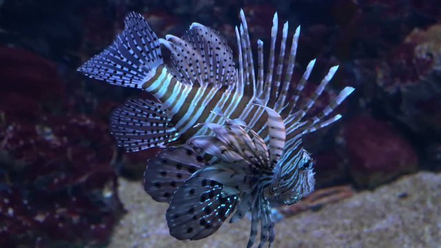  pterois volitans or firefish in all its beauty