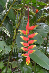 Obraz premium tropical plant
