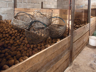 Potatoes in cellar