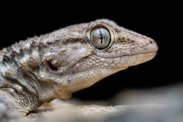 common wall gecko (Tarentola mauritanica) portrait