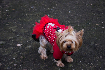 yorkshire terrier on white background
