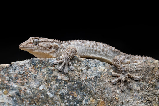 common wall gecko (Tarentola mauritanica)