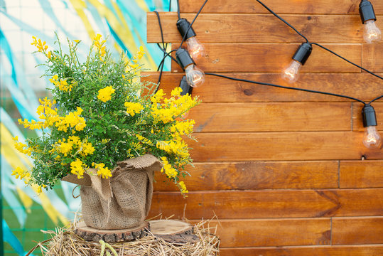 Rustic decoration with a pot of Cytisus flower in burlap hay and a wooden background with light bulbs. Horizontal