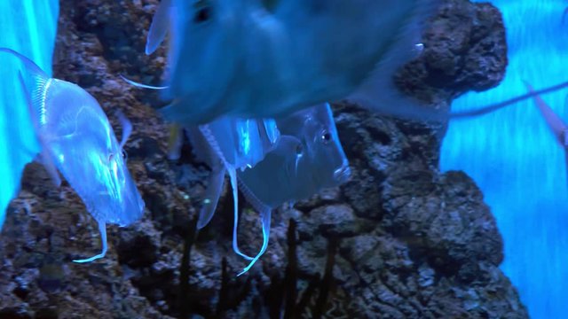 selena vomer fish in  aquarium close up