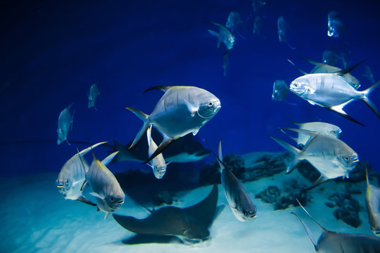 fish Palometa Trachinotus goodei swim in blue water