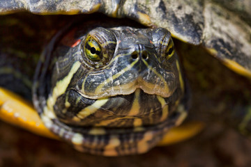 Head of a Turtle
