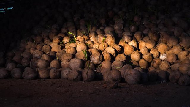 pile of brown coconut in a coconut farm