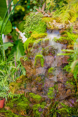 Obraz premium Amazing plants in the fog