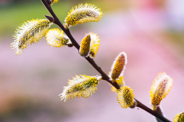 Overblown catkins on branches in spring - pastel background - shallow depth of field