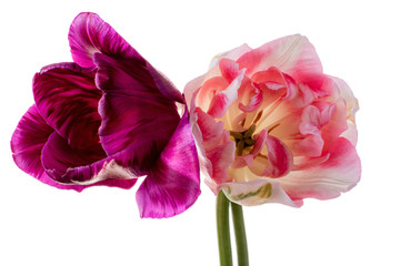 Pair varicolored tulips isolated on a white background