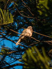 Pigeon on a little branch