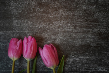 Red tulips on a dark wooden background top view. Place for text, template for postcards