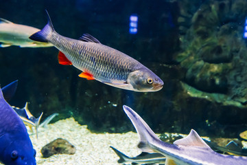 Fototapeta na wymiar Rudd Rutilus fish swim under blue water