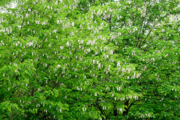 Fototapeta na wymiar White flowers of Robinia pseudoacacia commonly known as black locust, and green leaves in a summer garden, beautiful outdoor floral background photographed with soft focus