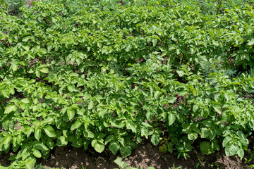 Fototapeta na wymiar Fresh green organic potato leaves in a traditional vegetables garden in a summer day, beautiful outdoor green background photographed with soft focus