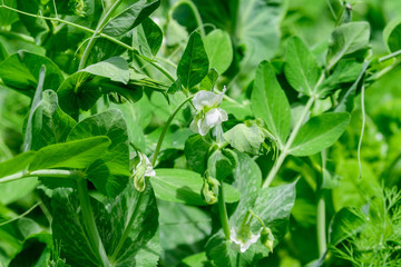 Fresh green organic peas leaves and white flowers in a traditional vegetables garden in a summer day, selective focus