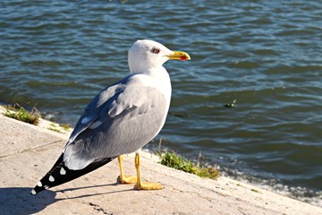 ritratto di esemplare di gabbiano reale nordico (Larus argentatus), un gabbiano marino che nidifica solitamente sulle scogliere