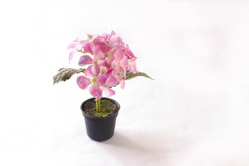 pink flowers in a vase