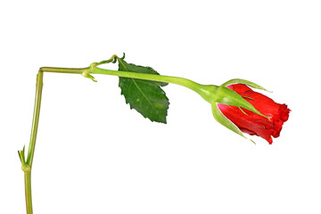 Single broken red rose on white background