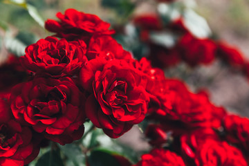 Beautiful red rose flowers in summer time. Nature background with flowering scarlet roses. Inspirational natural floral spring blooming garden or park backdrop. Beauty flower vintage retro art design.