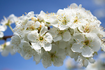 Bright White Plumb Blossoms with Blue Sky