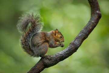 Beautiful and cute little squirrel sitting on a branch and eating piece of banana on a green background. Typical in Central America. Clever, amazing and fast.  Pure nature at its best. Wildlife shot. © janstria