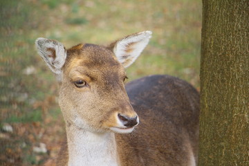 Fototapeta premium wildpark höllohe