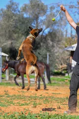 Fotobehang Belgian Malinois runs / jumps on a sand court in a horse farm © PROMA