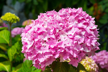 Pink Hydrangea