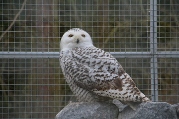 wildpark höllohe